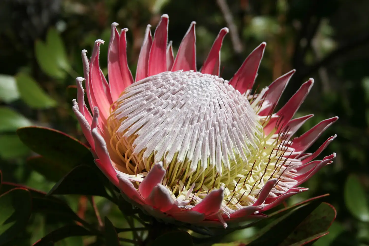 A king protea in full bloom, a crown of pale pink petals around a silvery centre